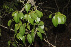 Reissantia indica